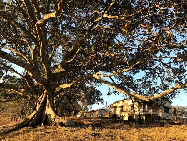 Un árbol grande con raíces expuestas frente a un edificio rústico.