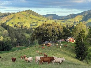 Ländliche Landschaft mit weidenden Kühen und einer Hofanlage im Hintergrund.