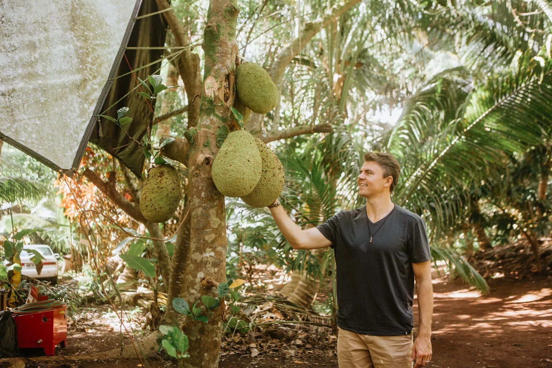 Une personne récoltant des jacques sur un arbre dans un environnement tropical.