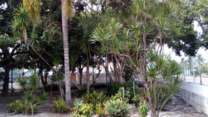 Un jardin où l’on peut admirer une variété de plantes et d’arbres tropicaux, notamment des palmiers et des agaves.