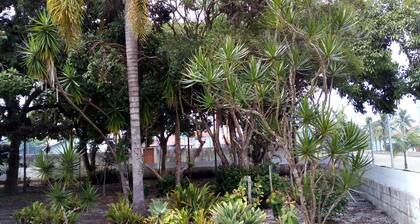 PERUSTALO: Nook, José de Anchieta ... - Abarebeben rauniot -