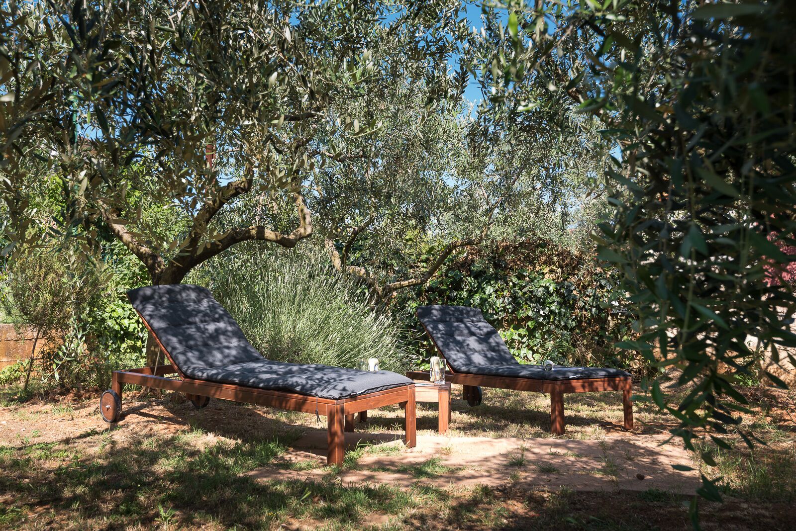 Two wooden lounge chairs with dark cushions in a garden setting, surrounded by olive trees and greenery.