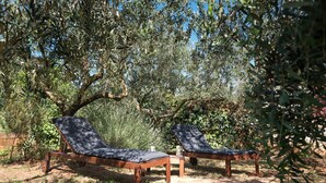 Two wooden lounge chairs with dark cushions in a garden setting, surrounded by olive trees and greenery.