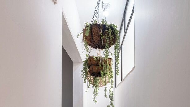 Un pasillo con paredes blancas, piso de madera y macetas colgantes con follaje verde.