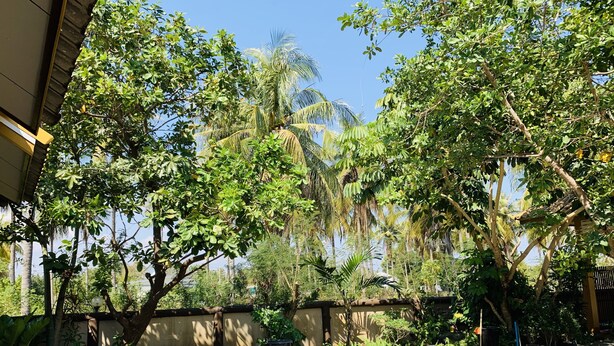 A courtyard with a concrete floor, surrounded by various trees and plants, including palm trees and a large leafy tree. - Srisupawadee Resort (Prachuap Khiri Khan)