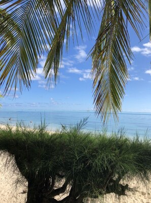 Ein Strand mit klarem, blauem Wasser, einem Sandufer und einer Palme im Vordergrund.
