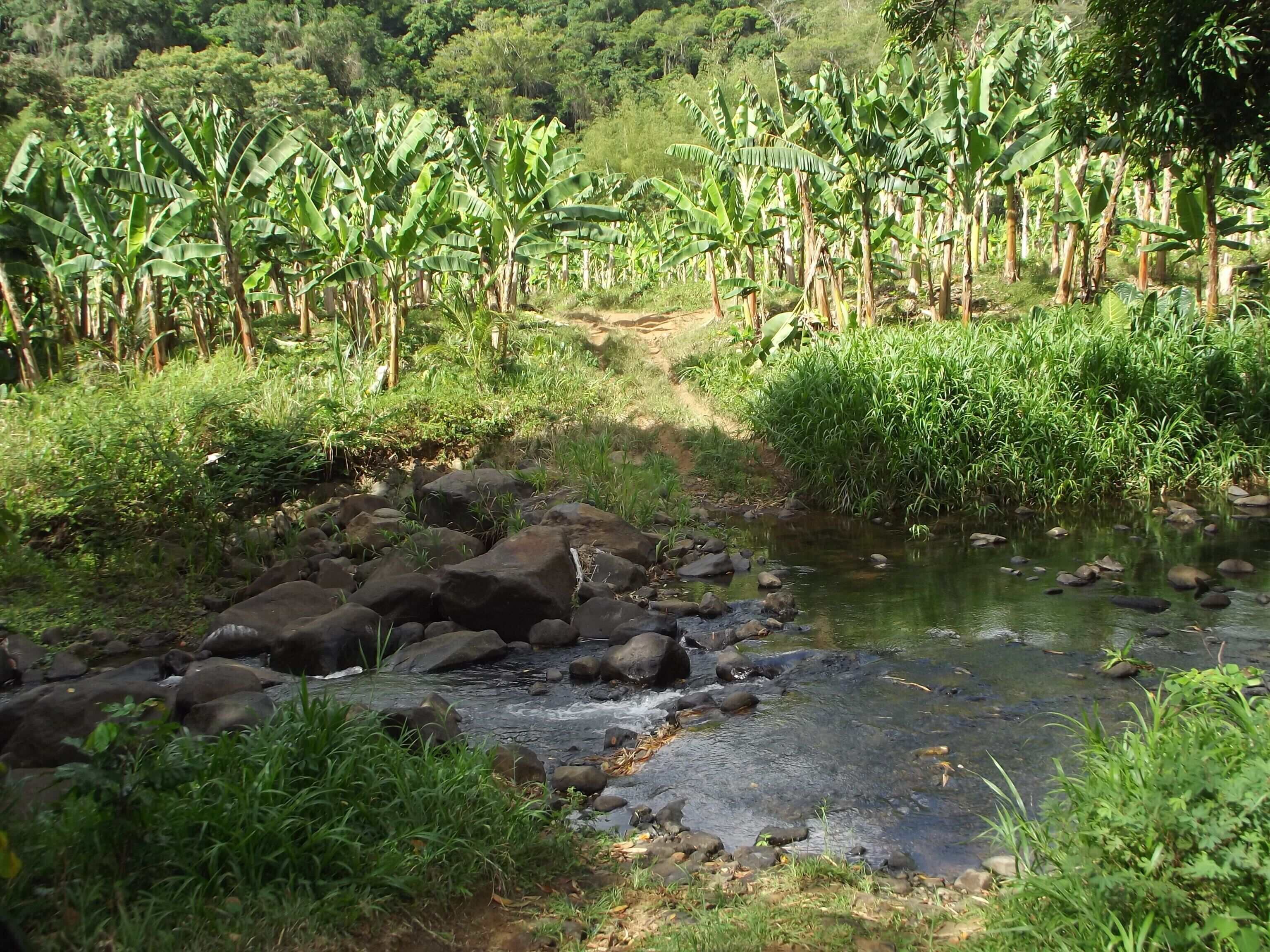 Paisaje natural con un arroyo, rocas y palmeras de plátano.