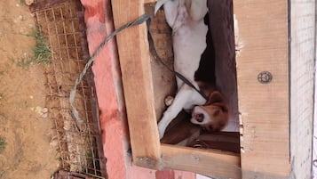 Pet-friendly
