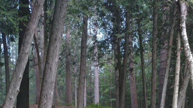 Puinen silta matalan puron yllä metsäisellä alueella, taustalla penkki.
