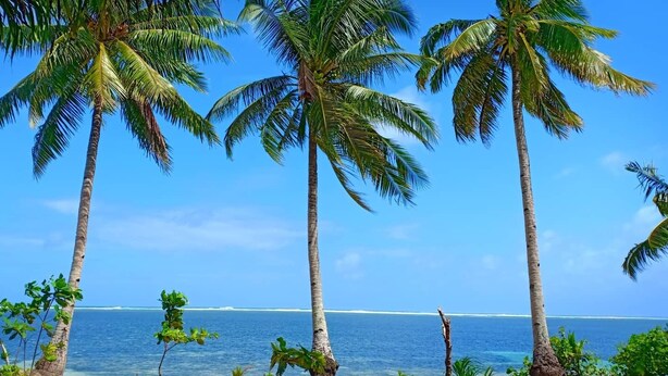 A tropical beach scene with palm trees and a clear view of the ocean. - Set amidst lush greenery and azure waters of the Pacific Ocean. (Surigao)