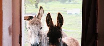 Monte das Cobras Coutry House