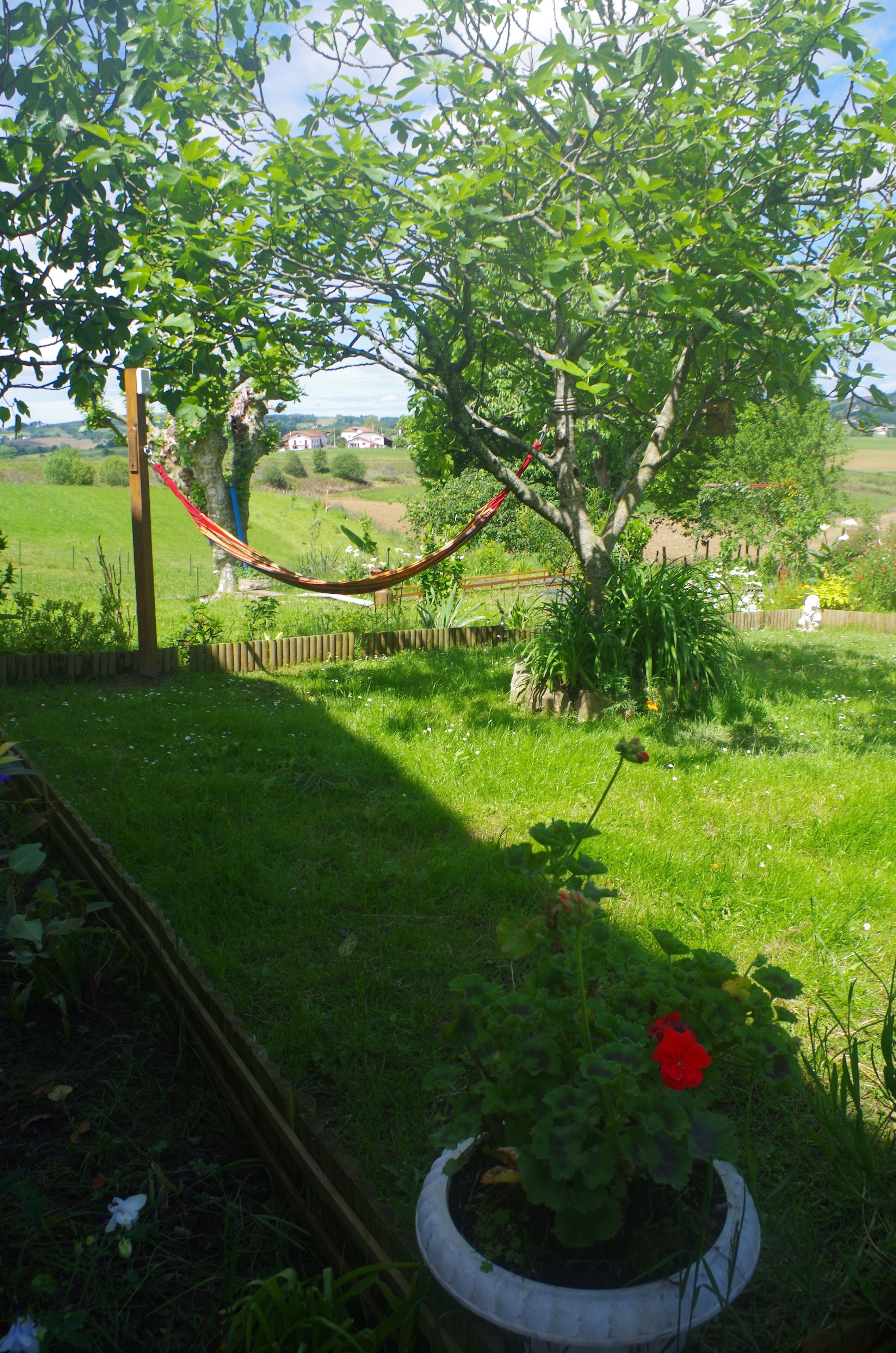 Een tuin met een hangmat, rozenstruik en een houten omheining.