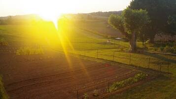 A rural landscape with fields and a large tree.