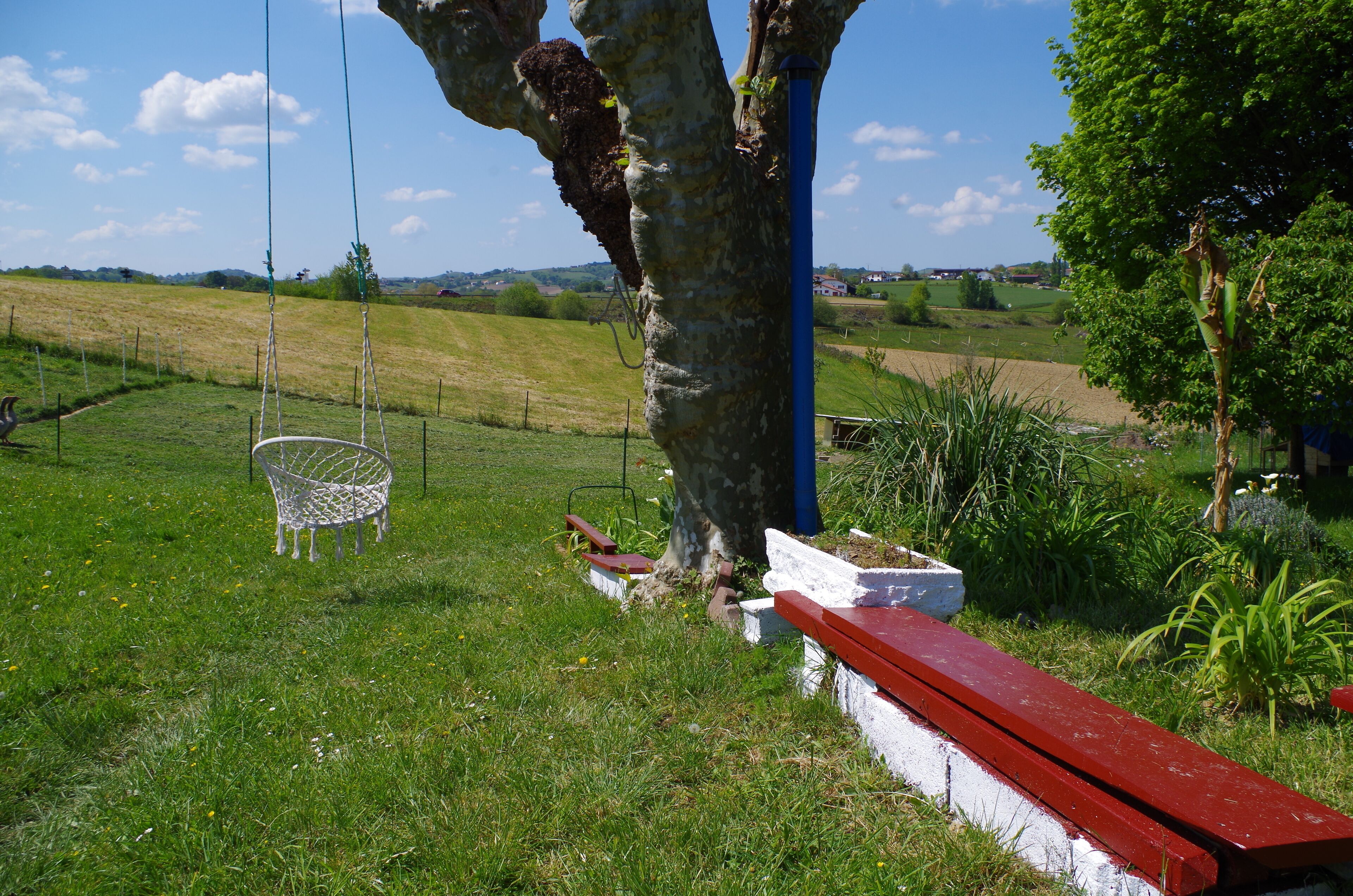 A swing set, a white bench, and a red bench in a grassy field with a tree and a blue pole.