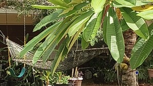 A grassy outdoor area with a hammock, potted plants, and a palm tree. - Melbourne-Indialantic-by-the-Sea, Florida (Indialantic)