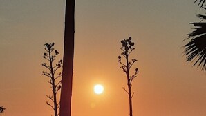 A sunset over the ocean with silhouettes of palm trees. - Melbourne-Indialantic-by-the-Sea, Florida (Indialantic)