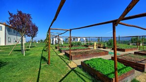 Een tuin met verhoogde borders, een houten pergola en een boom.
