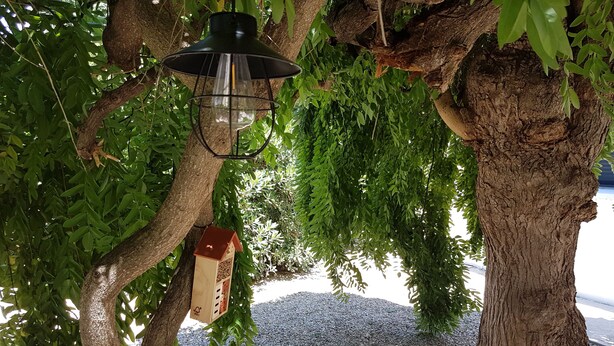 A tree with a hanging lantern and a birdhouse. - Quiet family house (Agde)