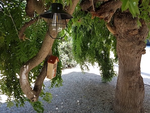 Un arbre orné d’une lanterne suspendue et d’une nichoir.