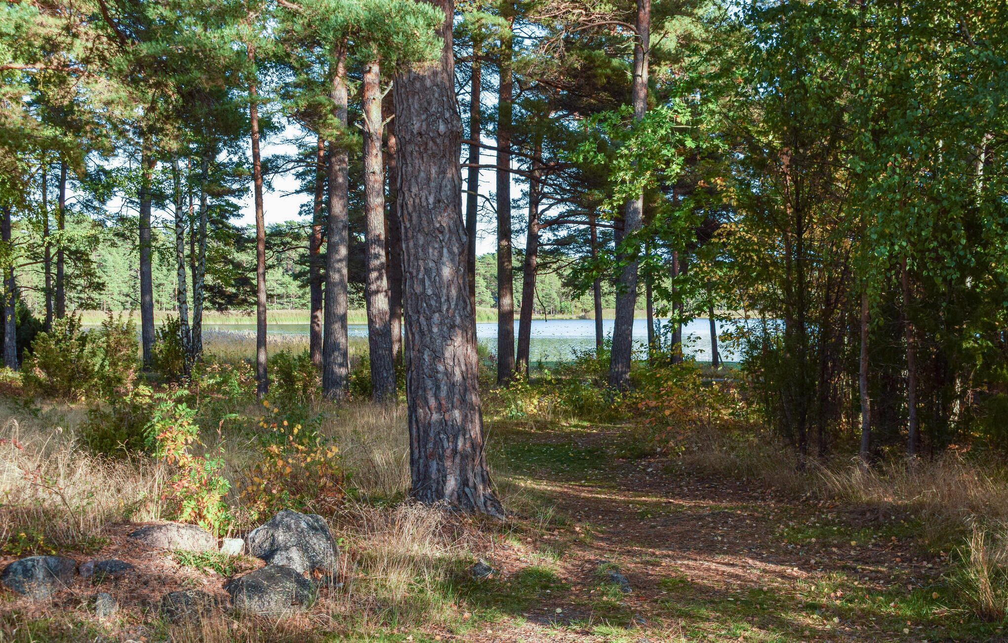A forested area with a lake in the background.