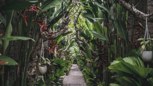 Un estrecho sendero de ladrillo bordeado de exuberante vegetación tropical y macetas colgantes.