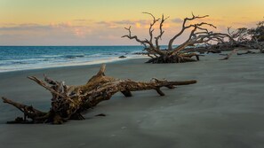 Experience tranquility by the sea, where a fallen tree trunk meets the shore.