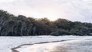 Una playa con arena y un área boscosa al fondo.