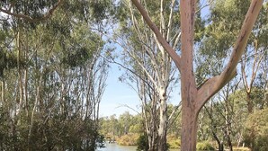 A park with a lake, trees, and a grassy area. - Water's Edge Bundalong (Bundalong)