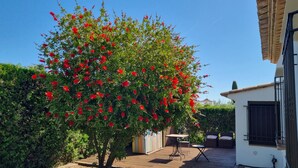 A tree with red flowers in a courtyard with a patio and outdoor furniture.