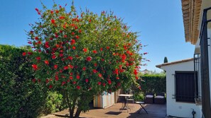 A tree with red flowers in a courtyard with a patio and outdoor furniture.