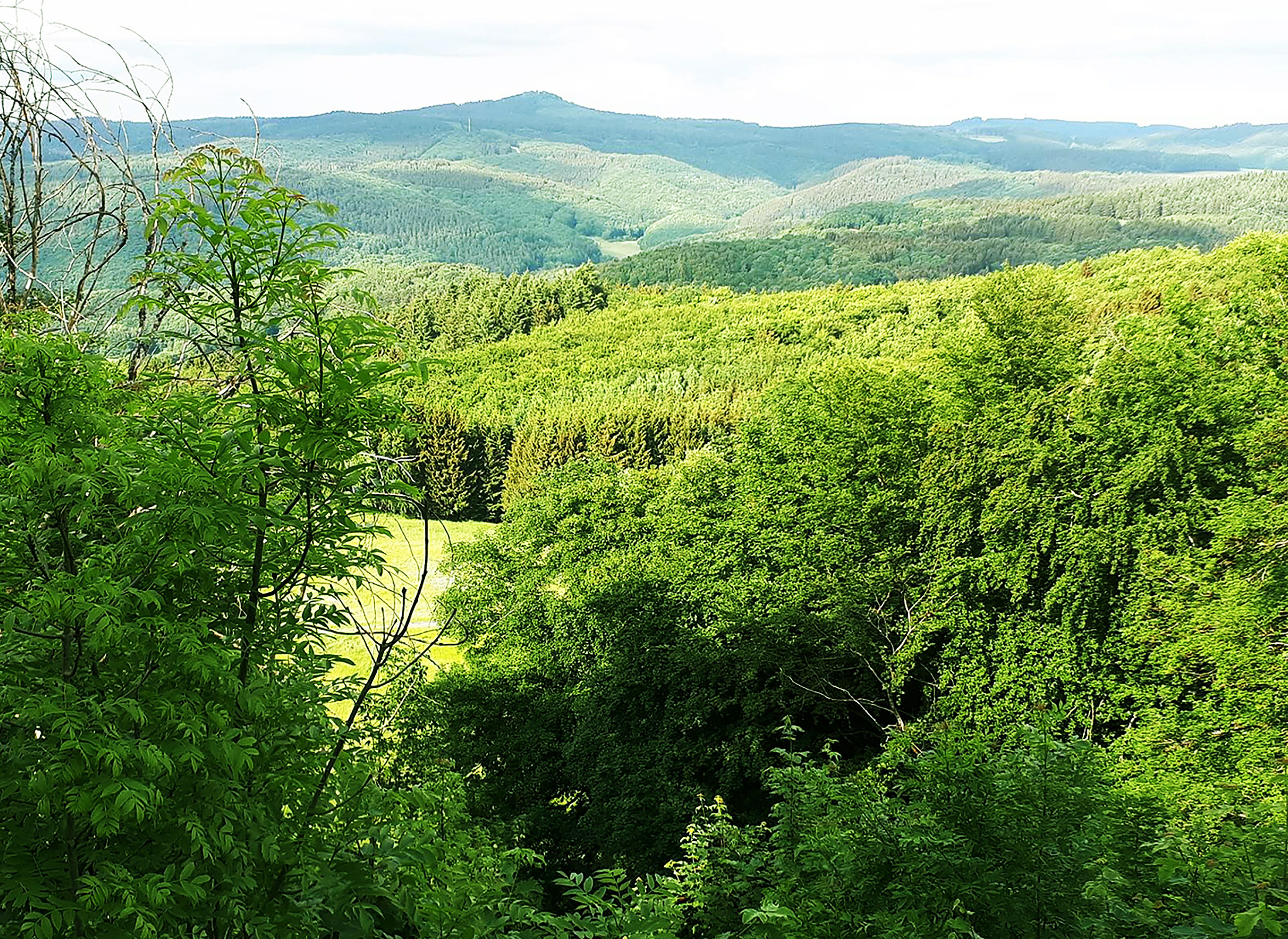 Un paesaggio verdeggiante e rigoglioso, con una fitta foresta e dolci colline sullo sfondo.