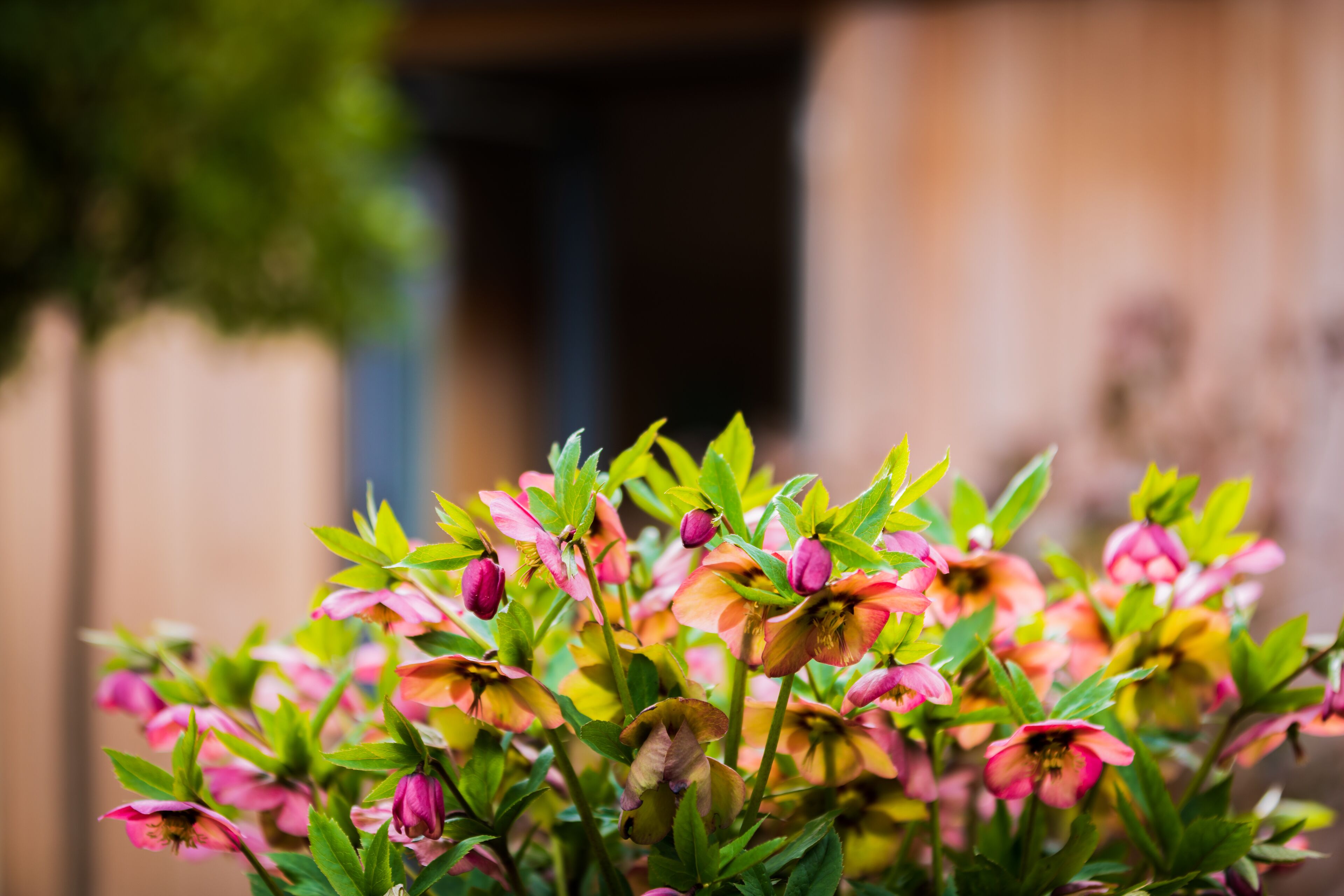 Un gros plan de fleurs aux couleurs vives, dans des tons de rose et d’orange, avec des feuilles vertes, le tout sur un fond flou.