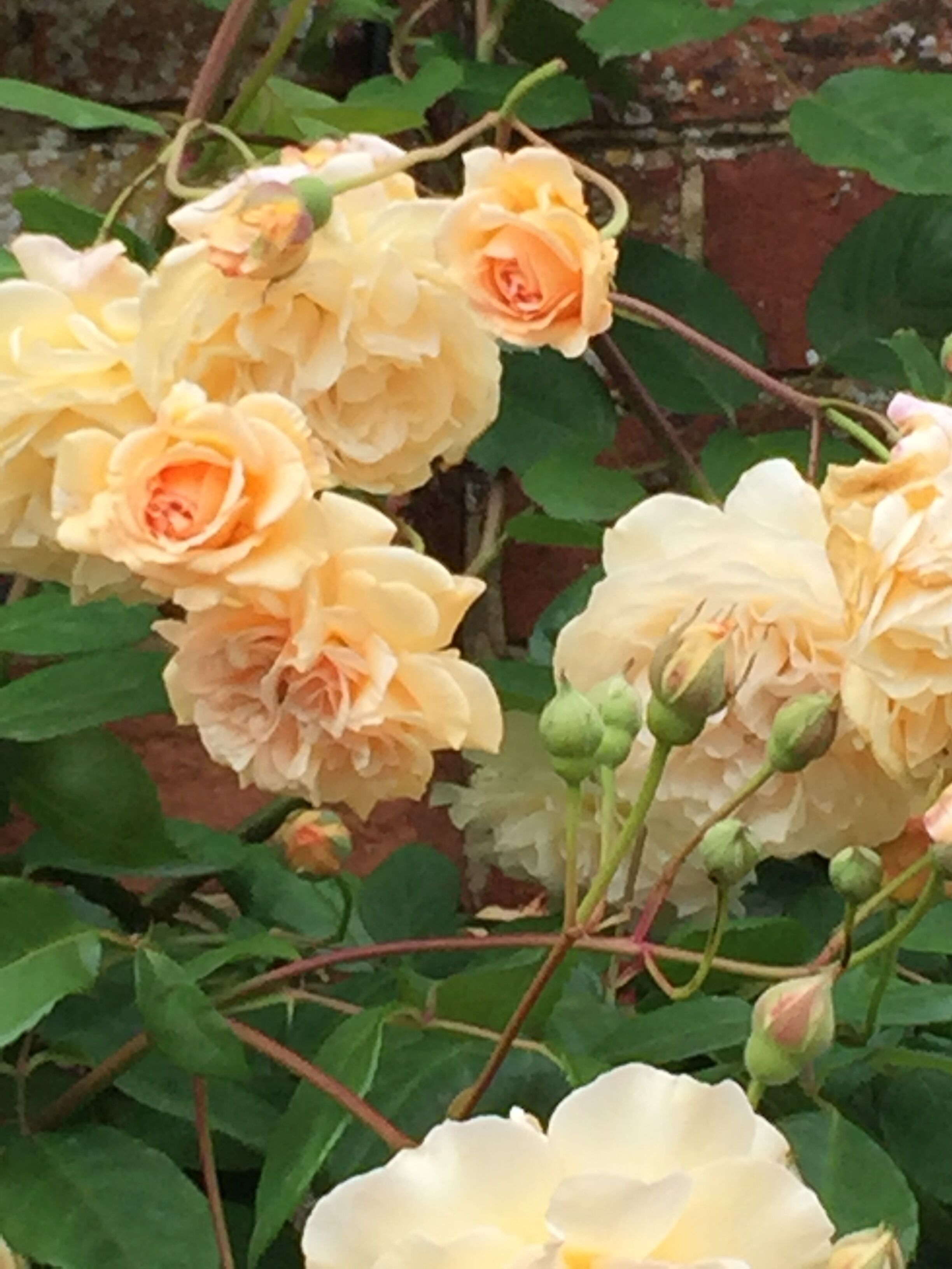 A cluster of peach-colored roses with green leaves and stems, set against a brick wall background.