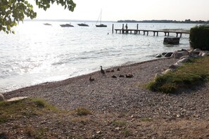 Una playa de guijarros con patos, un embarcadero y barcos al fondo.