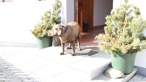 A dog standing on a stone-paved entrance with two potted evergreen plants on either side. - Apartment in Huttau Near Ski Amade Slopes (Huettau)