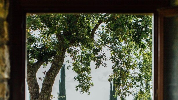 Une fenêtre donnant sur un jardin agrémenté d’arbres et de différentes plantes.