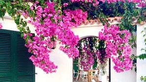 Ein überdachter Eingang mit rosa Bougainvillea-Blumen, einer gefliesten Terrasse und einer grünen Tür.