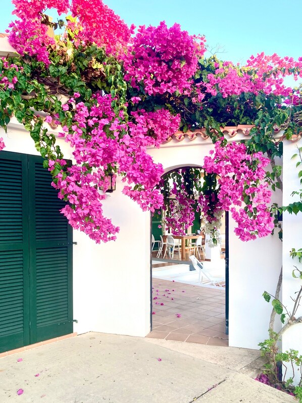 Una entrada cubierta con flores de buganvilla rosadas, un patio con baldosas y una puerta verde.