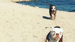A dog on a sandy beach with a body of water in the background.