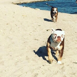 Un cane su una spiaggia sabbiosa con un corpo d'acqua sullo sfondo.