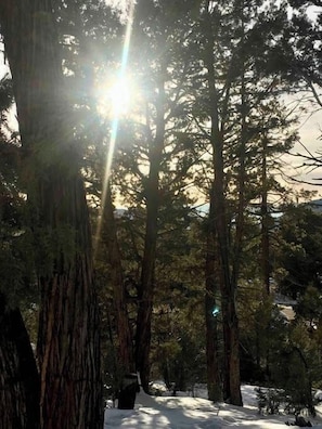 Une forêt aux arbres imposants, où la lumière du soleil filtre à travers les feuilles.