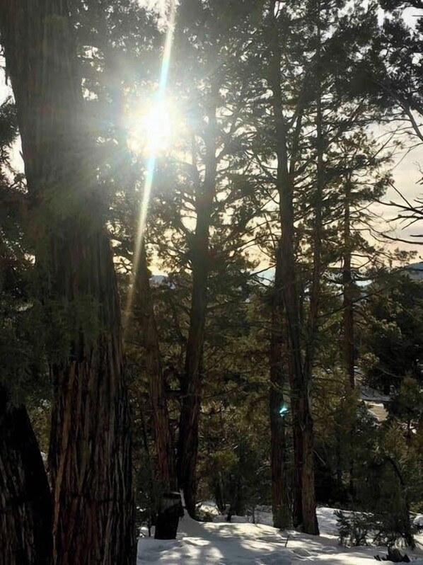 A forest with tall trees and sunlight filtering through.