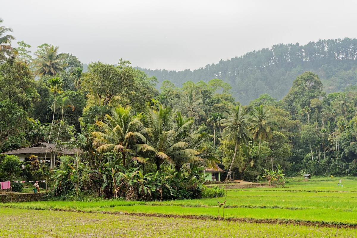 A rural landscape with lush greenery, palm trees, and a few houses.