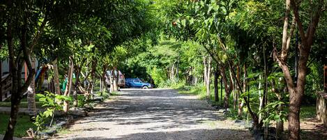 A gravel path flanked by trees and vegetation, leading to a parked car.