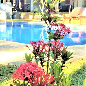 A pool area with a plant in the foreground. - Ardeen Villa (Kahandamodara)