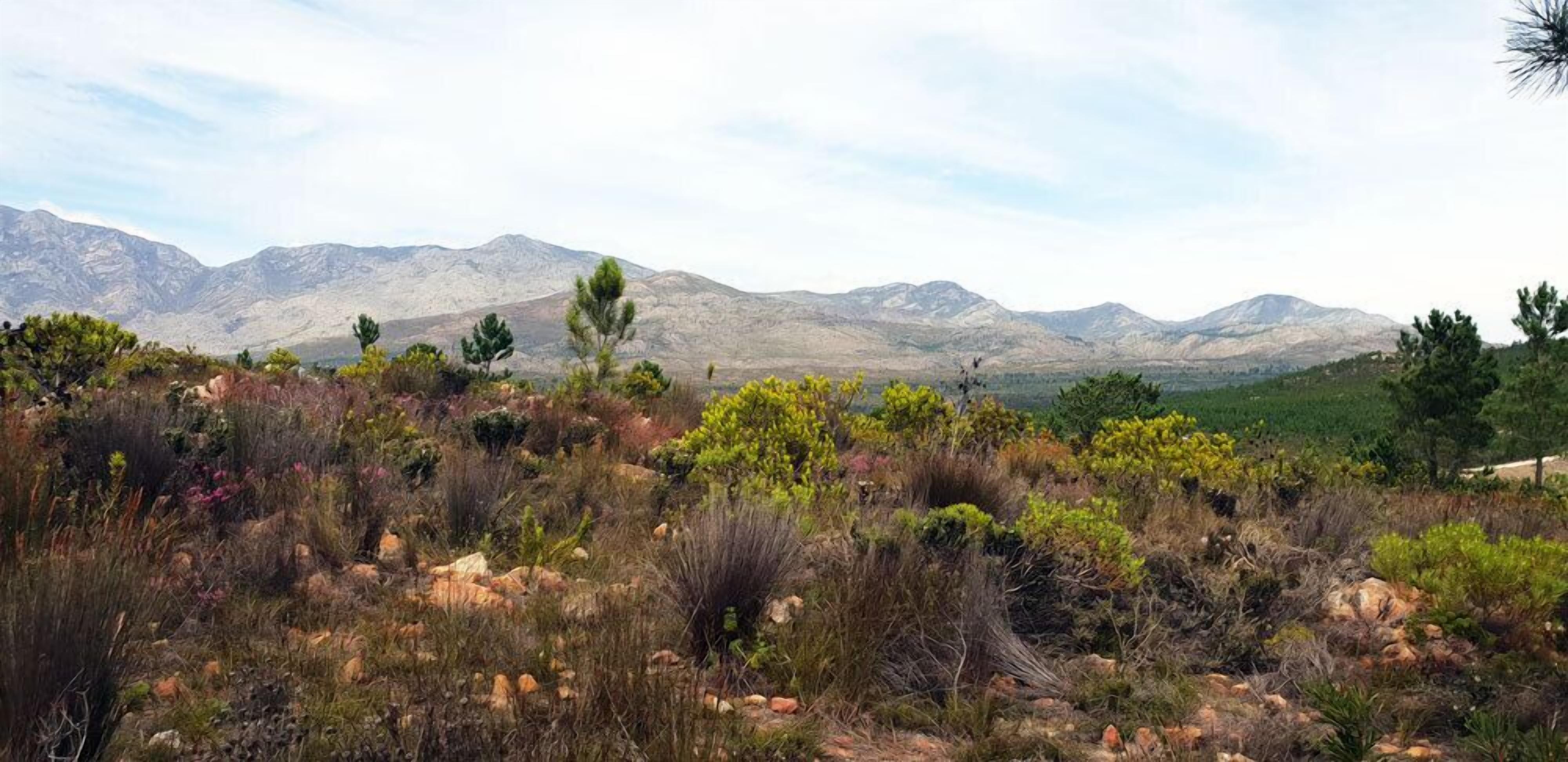 Un paisaje natural con montañas al fondo y diversos arbustos y árboles pequeños en primer plano.