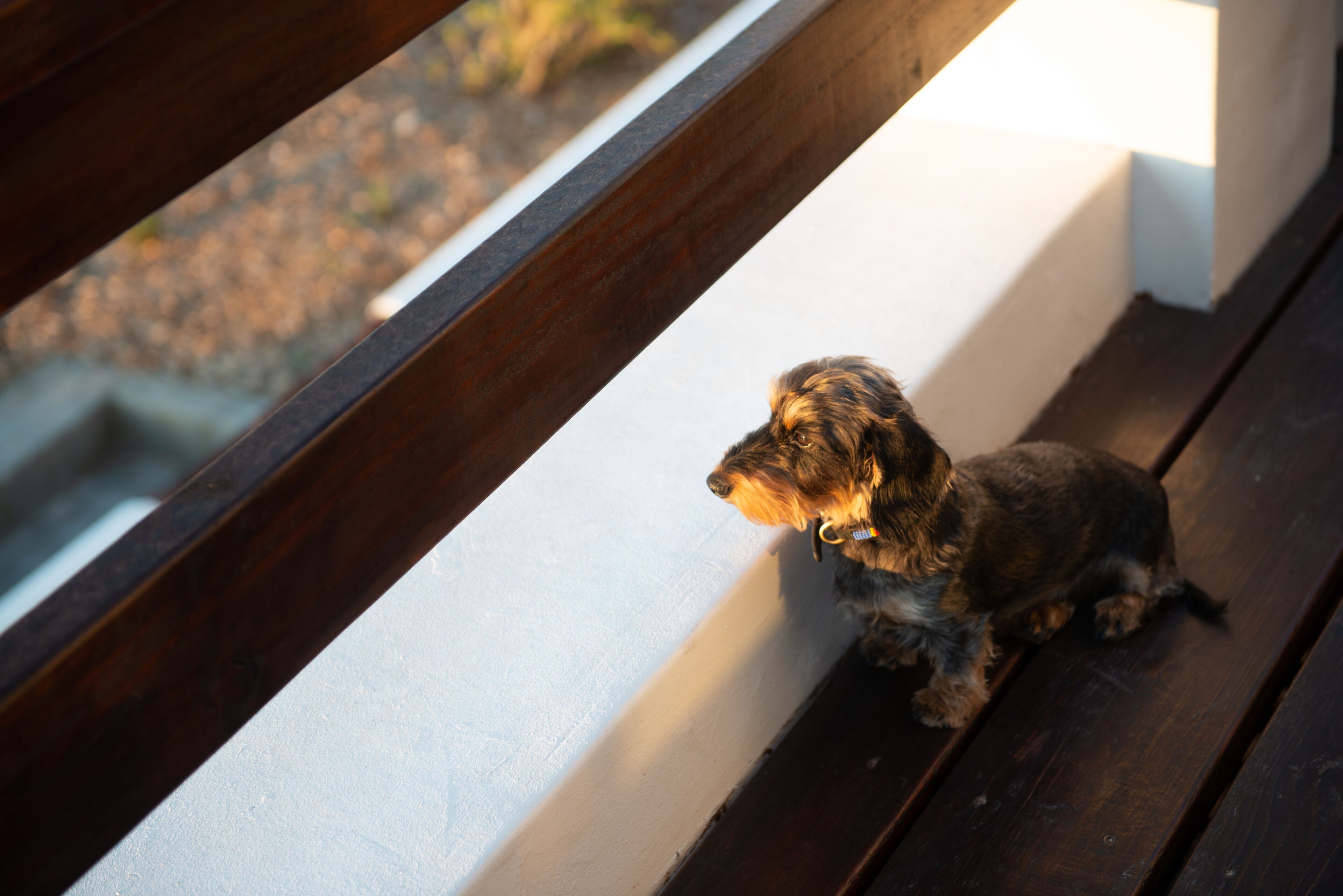 A small dog sitting on a wooden bench.