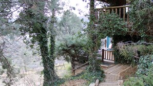 A wooden staircase leading to a deck with a railing, surrounded by dense foliage and trees. - Liberty & Sunflower Suite - Prescott Cabin Rentals (Prescott)
