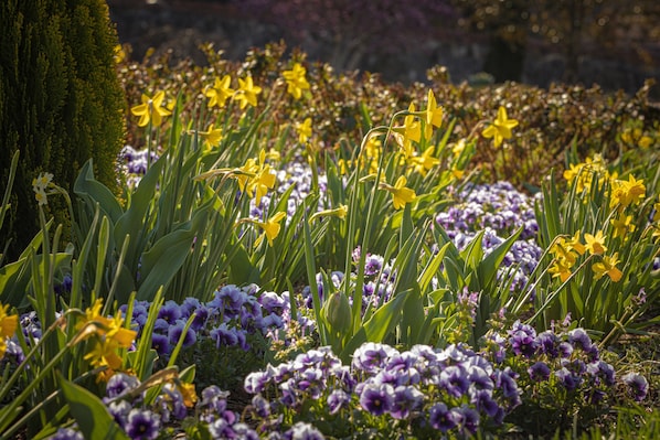 Stroll through our serene garden, surrounded by vibrant flowers and lush greenery.