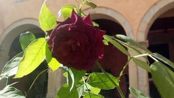 A rose in full bloom with a building in the background.